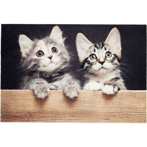 Felpudo de interior, deco print, 100% poliamida, 40 x 60 cm, diseño gatos